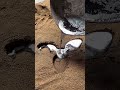 Amazing DIY alchemy #handmade #satisfying #decompression #funny #diy #samr