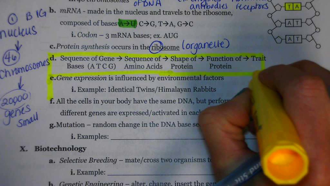 Regents Review: Genetics 