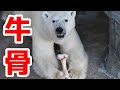 ホッキョクグマに「牛骨」をあげました