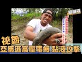 【祕魯】 亞馬遜高壓電鰻 800伏特電力  擊斃一頭牛 ｜《世界第一等》327集 精華版 小馬