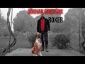 Boxer