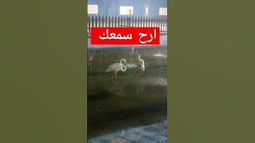 ارح سمعك مع تلاوة جميلة وخاشعة بصوت الشيخ عبد الرحمن السديس #عبدالرحمن_السديس #قرآن #سورة_الملك