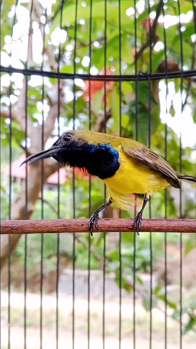 Suara burung sogon cuit ceeerrr #sogonnembakpanjang #pancingansogokotong #birds
