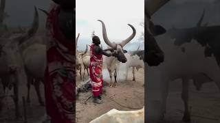 The tribe that worships cows more than mothers #shorts #youtubeshorts #tribe
