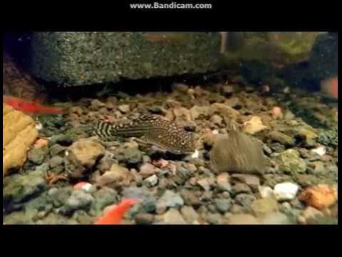 セウェルリア・リネオラータのたたかい YouTube