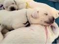 Taylor's White English Labrador Scent Training Taylor's White English Labrador Scent Training