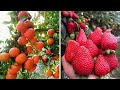 Hortas de frutas e vegetais na China 🍓🍉 Coma frutas em hortas - Tik Tok China