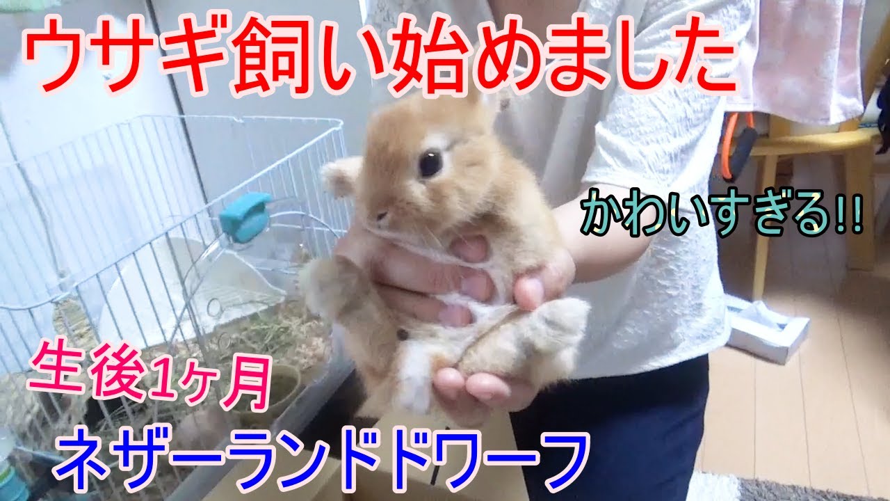 ウサギ飼い始めました ネザーランドドワーフ生後1ヶ月 名前は キセキ 初日 Youtube