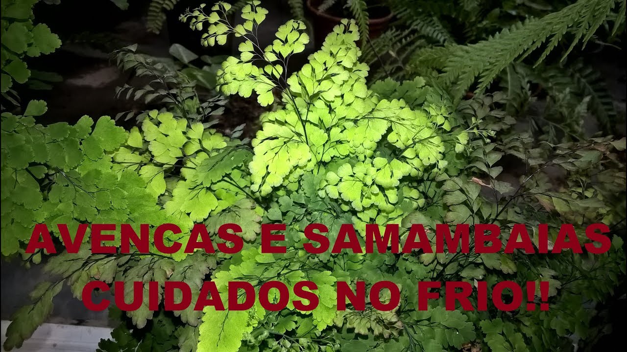 AVENCAS E SAMAMBAIAS - CUIDADOS COM O FRIO!! - YouTube