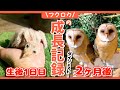 【感動】メンフクロウの赤ちゃんが大人になるまでの2ヶ月間の成長記録〜総まとめ〜