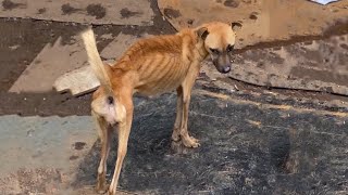 A short life of pain, lived by a dog who had an owne but never knew love, never felt care. - YouTube
