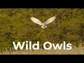 How to Photograph Wild Owls