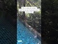 🦜Condo swimming pool in Phuket #condophuket #birdwatching #birdtok #birdslove #birdlife