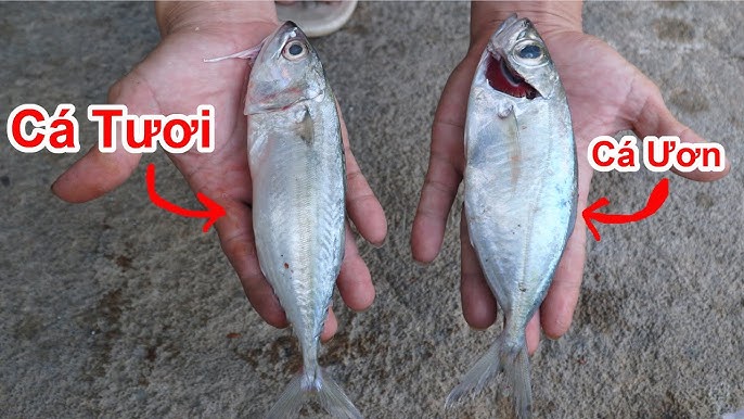 Vua Cá Sông Đà | Số 1 Cách chọn cá tươi ngon chuẩn dân sành ăn CÁCH CHỌN CÁ TƯƠI ĐẢM BẢO AN TOÀN