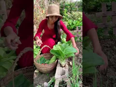 Pick fresh vegetables - Rural