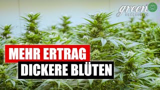 Wie und Wann ich meine Pflanzen RICHTIG beschneide | Update aus der Blüte | lolipopping pt. 2