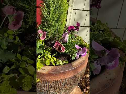ვიდეო: ქოთნის მცოცავი ჯენი მცენარეები – როგორ გავზარდოთ მცოცავი ჯენი კონტეინერში