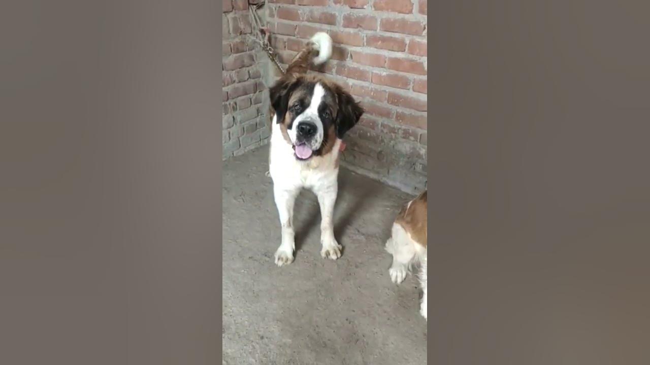 Adult St Barnad Female For Sale In Lucknow Contact Number 9653025673 adult-st-barnad-female-for-sale-in-lucknow-contact-number-9653025673