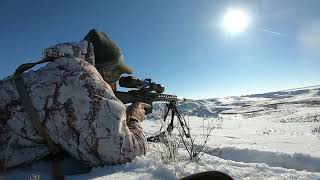 Coyote hunting, 653 yard coyote with 224 valkyrie through scope cam