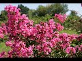 Lilas des indes lagerstroemia dcouverte et multiplication aux ppinires desmartis  bergerac