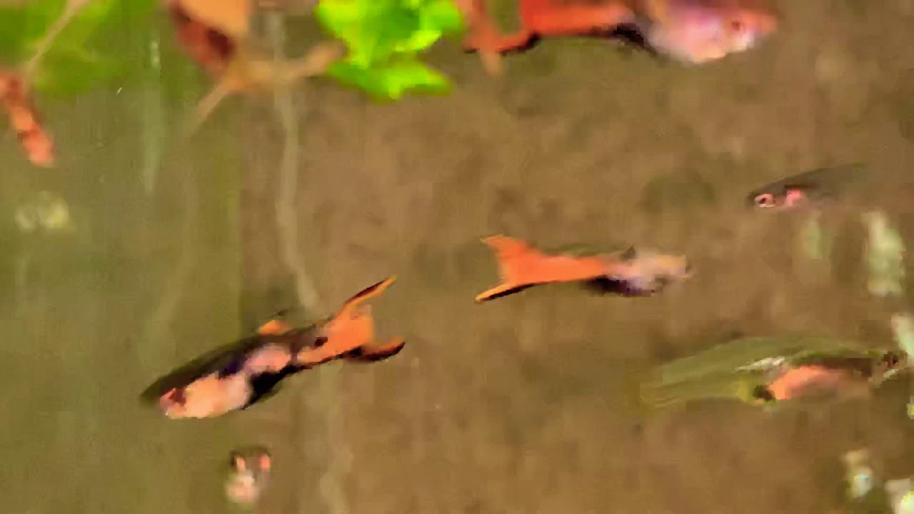 camera iphone 8 plus apk Pink Tiger Endlers