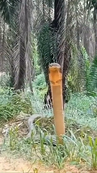 king cobra bunyi macam ayam.berhati