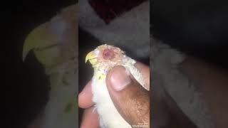 Birds eye problem solutions by Birds and Pets Information 523 views 6 years ago 1 minute, 54 seconds