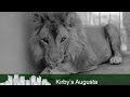 Kirby&#39;s Augusta - Who Let the Lions Out??