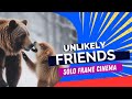 Wild Animal Pals: Unbelievable Friendships in the Wild!