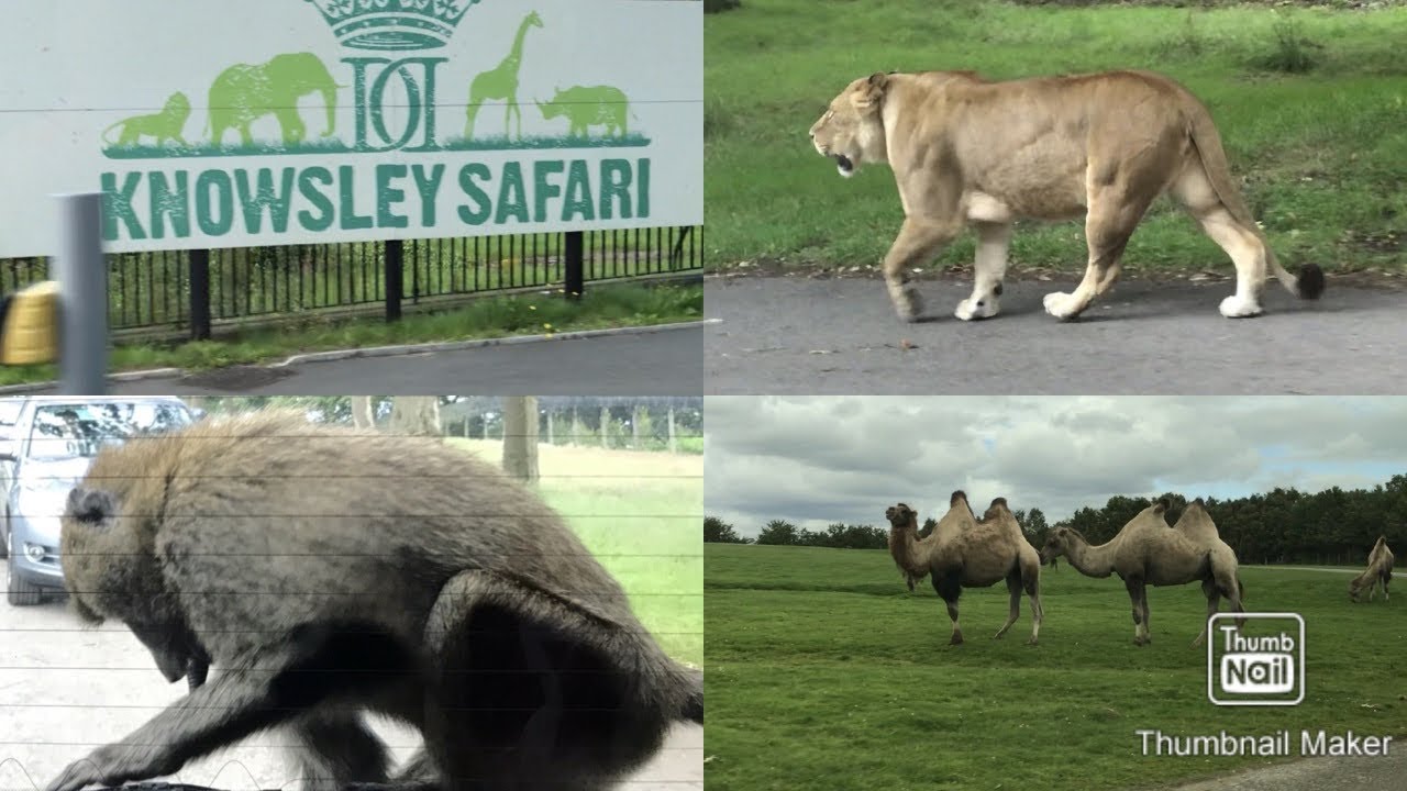 safari zoo manchester