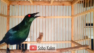 Jalak Keling gacor teler pancingan untuk burung yang macet bunyi