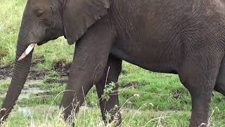 Plastic Planet Trailer