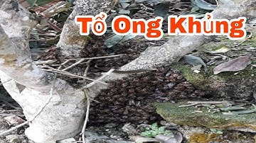 Bắt Được Tổ Ong Mật Khủng Dưới Gốc Cây | Catch Honey Honey | TQTV