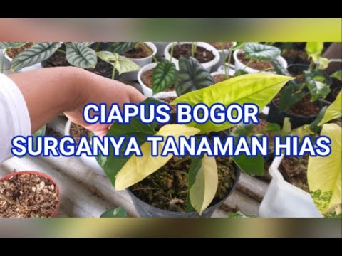 Ciapus Bogor Surganya Tanaman Hias Pusat Tanaman Hias Terlengkap Dan Murah Youtube