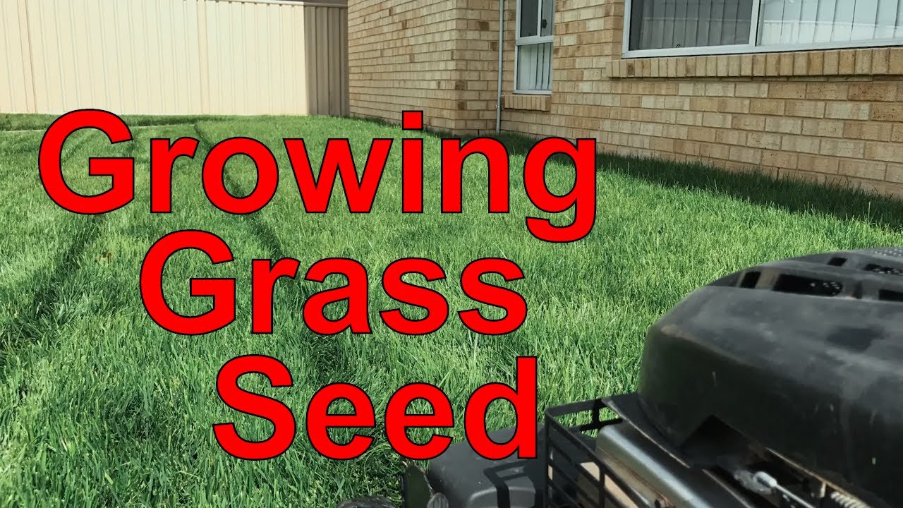 growing grass seed with dogs How To Grow A Lawn From Seed