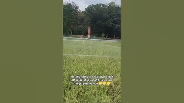 Praktek Masang Jaring Burung Emprit #padi #sawah #petanimillenial