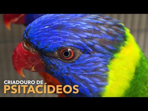 Vídeo: Como encontrar e cuidar de ovos de pássaros selvagens: 8 etapas