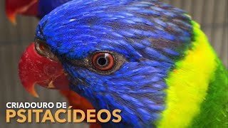 Um dos Criadouros de AVES EXÓTICAS mais INCRÍVEIS do Brasil | Lóris, Cacatuas e Papagaios | #BIRDTV