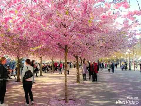 Цветущая сакура 🌸 Япония