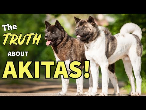 Videó: Miért tiltották az Akitas-t Szingapúrban?