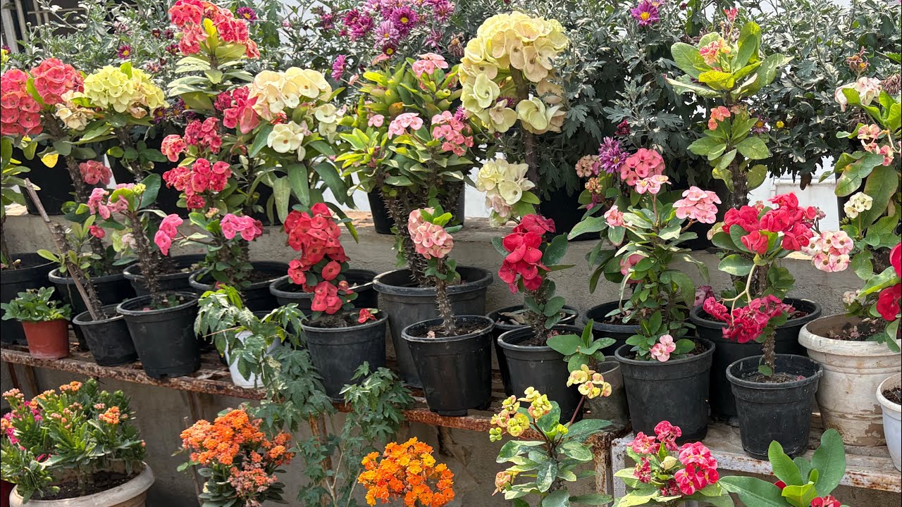 Sunday Terrace Garden Overview ♥️