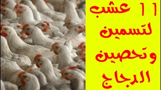 تربية الدجاج 2020 – 11 عشب سحري وخرافي بيزودوا وزن الفراخ البيضة بجنون وبيحصنوهم ضد أي مرض عن تجربة