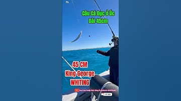 P2 Câu cá ở Úc: câu cá đục Úc | King George Whiting fishing South Australia #shorts
