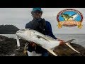 Jack Crevalle caught from shore!