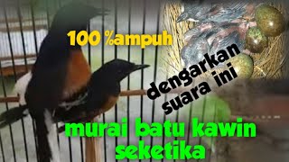 suara murai kawin ,terapi dan pancingan murai batu naik birahi dan cepat kawin