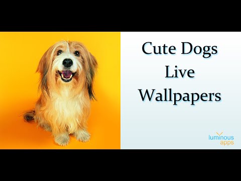  Cute  Dogs  Live  Wallpaper  YouTube