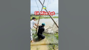@giaheoupdate 🐠 Chút niềm vui kéo Cá mùa lũ lụt ở Miền Trung (Thanh Hóa) #fishing #thuysantv