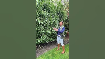 Using skip laurels as a privacy hedge in Larchmont New York #westchestercounty #landscapedesign