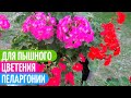 ПЕЛАРГОНИЯ - ЧТО Необходимо Сделать УЖЕ СЕЙЧАС. Мои цветы.