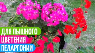 ПЕЛАРГОНИЯ - ЧТО Необходимо Сделать УЖЕ СЕЙЧАС. Мои цветы.